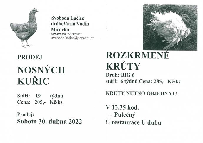 Prodej nosných kuřic a rozkrmených krůt.