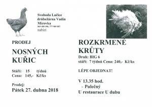 Nosné slepice a rozkrmené  krůty