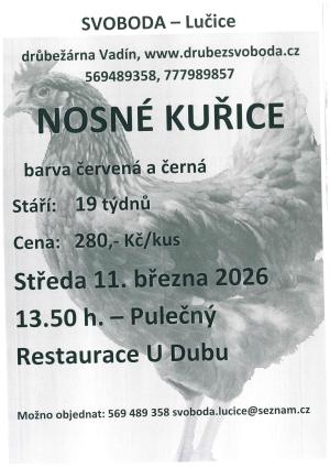 Prodej nosných kuřic